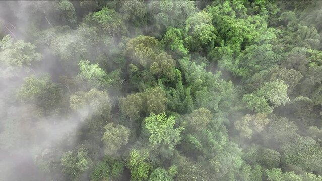 Mist above tropical rainforest mountain, Tropical forests can increase humidity in air and absorb carbon dioxide from the atmosphere through photosynthesis, and store carbon in tree trunks, branches.
