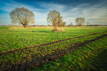 Fototapeta na wymiar Dirt road on a green meadow with trees, April day in eastern Poland.