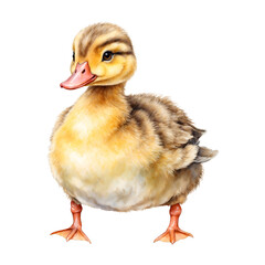 baby duck isolated on white