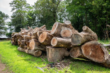 Alguns troncos de madeira a secar para posteriormente rachar para fazer lenha para a chaminé