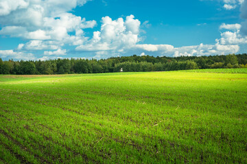 Green farmland with forest on the horizon and white clouds in the sky