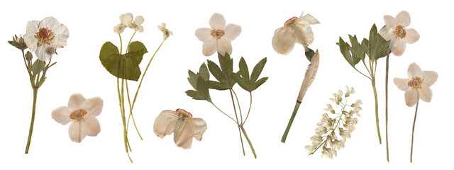 Set of Botanical Elegance - High-Resolution Scanned Anemones with Isolated Backdrop. Pressed Dried Flowers collection