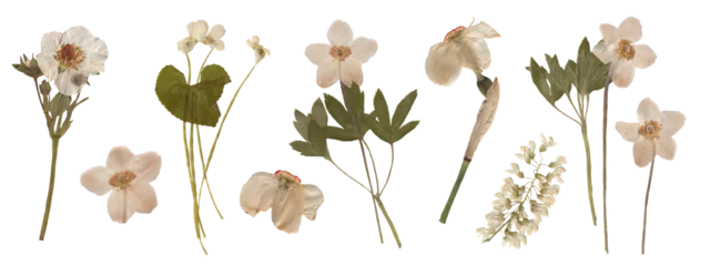 Fototapete Blumen Set of Botanical Elegance - High-Resolution Scanned Anemones with Isolated Backdrop. Pressed Dried Flowers collection  © Anna