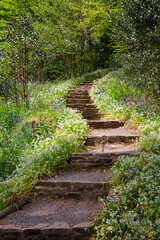 Obraz premium Steps through the flowers 