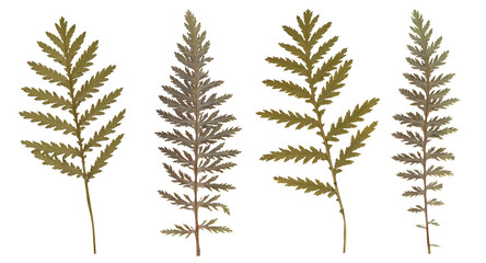 Set of Exquisite Fern Leaves - High-Quality Botanical Scans with Transparent Background. Pressed Dried Leaves collection