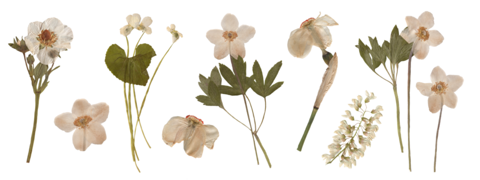 Set of Botanical Elegance - High-Resolution Scanned Anemones with Isolated Backdrop. Pressed Dried Flowers collection