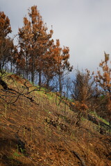 Forest after recent wildfire with burned and scorched tree trunks