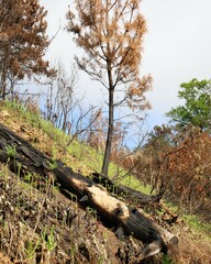 Forest after recent wildfire with burned and scorched tree trunks