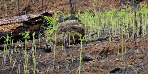 New beginning with fresh plants on the forestground after a wildfire