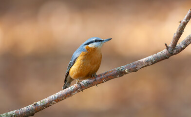 a cute beautiful bird with an orange breast, Eurasian Nuthatch, Sitta europaea, turkey