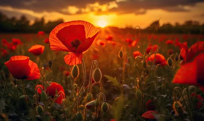 Foto op Plexiglas Sunlit Red Poppies: Golden Hour Glow in Poppy Field © Nick Alias