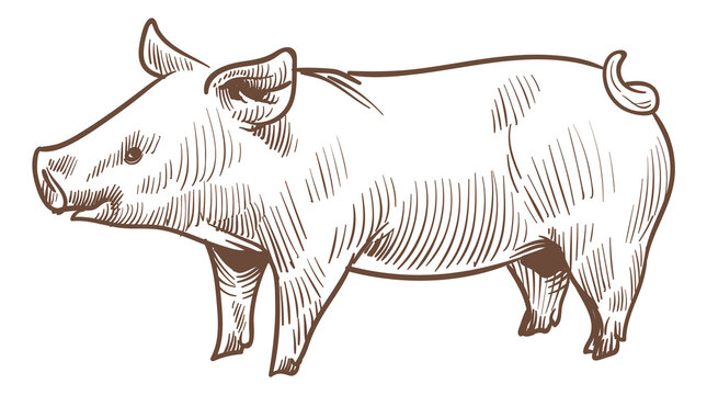 recommend clip art: Piglet engraving. Little pig sketch. Farm animal