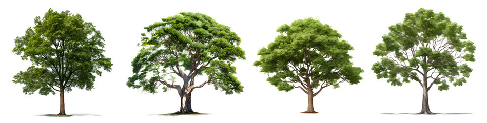 tree isolated on a transparent PNG background, white background, Generative Ai