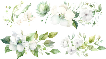 Watercolor drawing, set of white flowers and green eucalyptus leaves