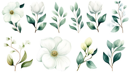 Watercolor drawing, set of white flowers and green eucalyptus leaves