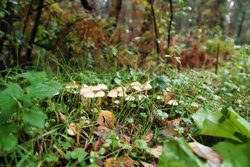 A group of mushrooms in the forest on the forest floor. Moss, pine needles.