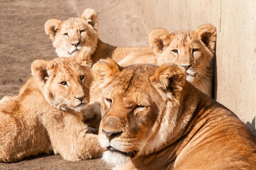 Fototapeta premium Lions