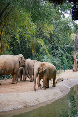 Fototapeta premium safari park wild animals attraction
