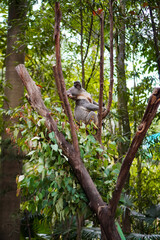 safari park wild animals attraction