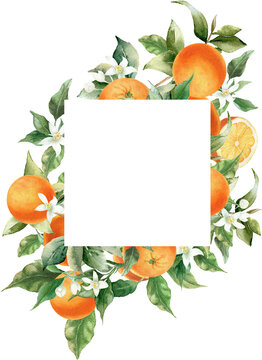Orange fruit border frame. Watercolor illustration isolated on transparent background. Blossom orange branch for labels, prints, banners, citrus wedding invitation. Healthy food design elements
