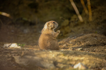 prairie dog eating