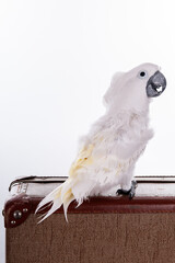 parrot
