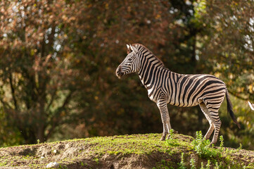 zebra