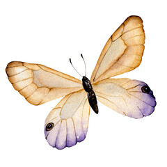 Watercolor illustration delicate butterfly