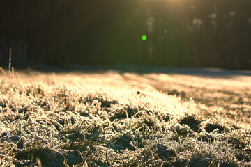 Illuminated by the sun from frost with ice crystals on grass in a meadow. Forest