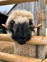 Valais blacknose sheep in barn