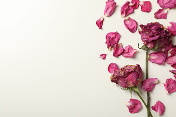 Dried roses and pink petals on white background, space for text