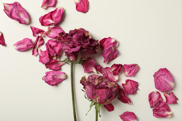 Dried roses and pink petals on white background, top view