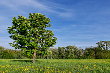 Obraz premium spring flowers