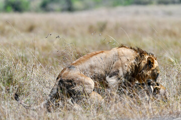  lions couple in the savannah of Kenya