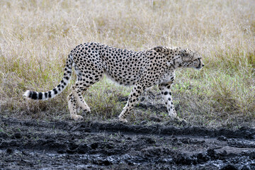 cheetah  in the vast wilderness of Africa © Herbert