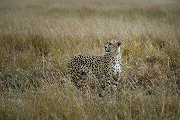 cheetah  in the vast wilderness of Africa © Herbert