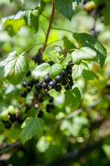 Black currant berries growing on a bush.