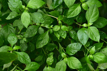 グリーン　緑の葉　背景素材　エコロジー　ボタニカル
