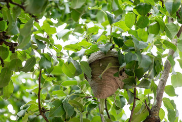 Wasp nest on the tree. Close up of wasp living on pear tree