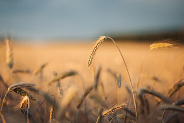 Bright evening photo of ripe wheat spikelets in agricultural field. Field of bread in the evening,...