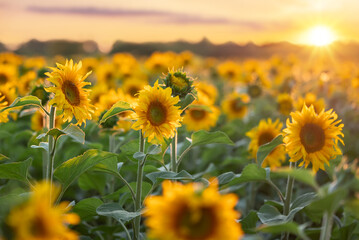 Beautiful landscape of blooming sunflowers against setting sun on the horizon. Evening photo of agricultural field of sunflowers in bloom