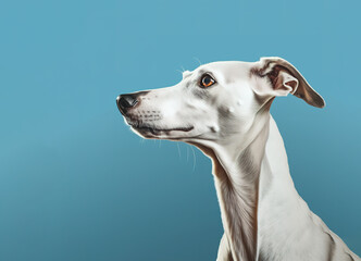 Image of a greyhounds dog head on clean background. Mammals. Pet. Animals.