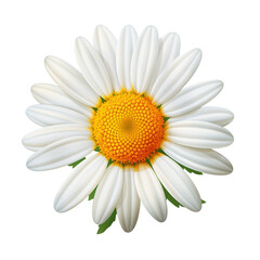 Daisy flower on a transparent background, PNG 