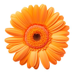 Orange Gerbera flower on a transparent background