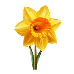 Yellow Daffodil flower on a transparent background, PNG