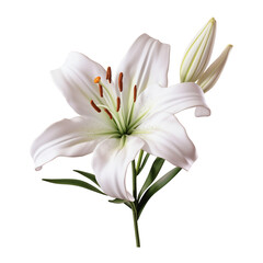 White Lily flower on a transparent background, PNG