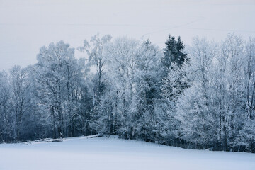 Winter trees in hoarfrost in front of an ice covered Lake Mjosa in January.