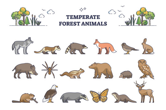 Temperate forest animals and living nature species outline collection set, transparent background. Wildlife examples for temperate zone habitats illustration. Zoological list with wolf, fox, deer.
