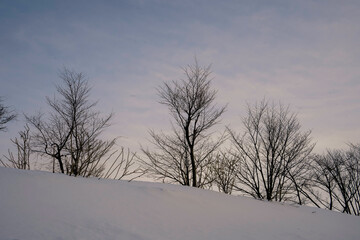 Fototapeta na wymiar 雪と枯れ木