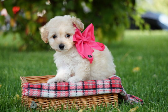 White Toy Poodle Puppy sits in a wicker basket in a park. Cute puppy with a pink bow is looking at the camera. Domestic pets